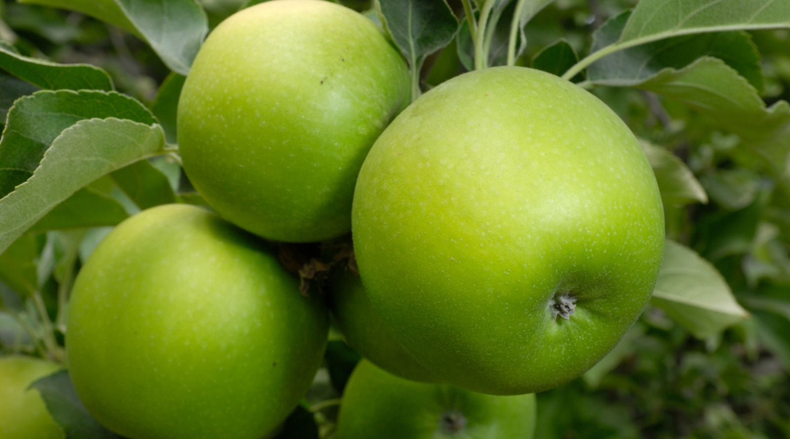 The Granny Smith Apple