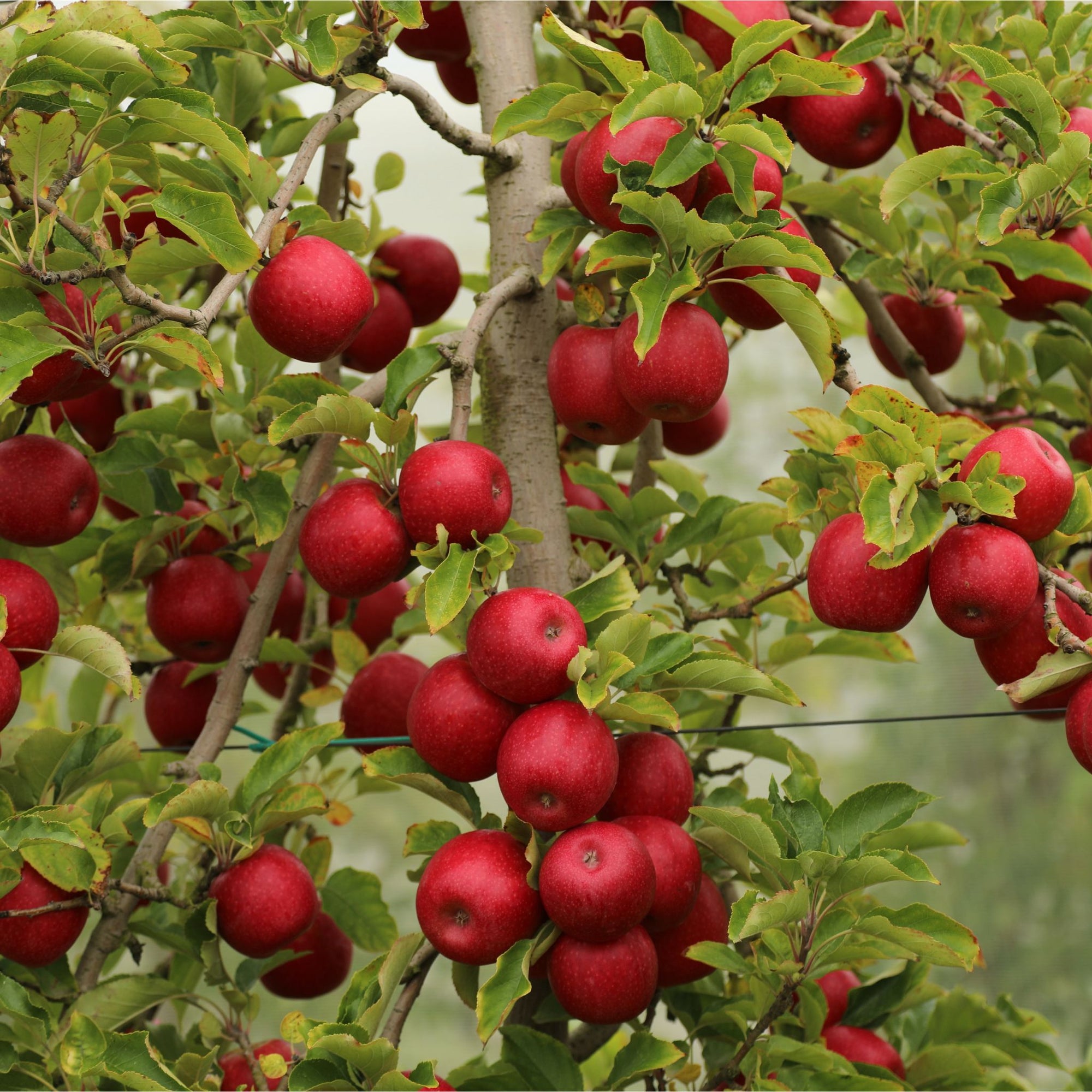 100% Aussies Apples - Bellevue Orchard: Home of Summer Snow Juice