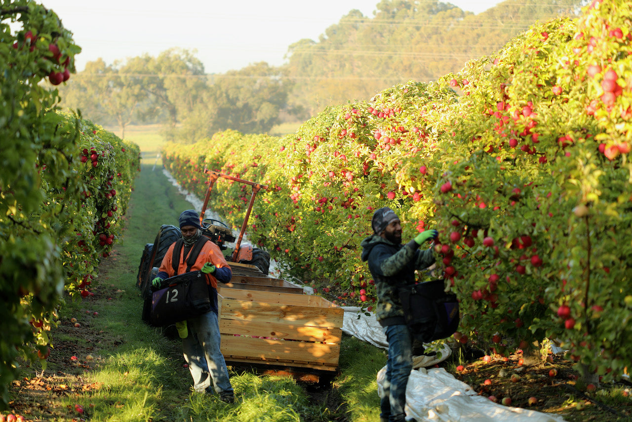 Summer Snow Juice News & Events National Apple Day