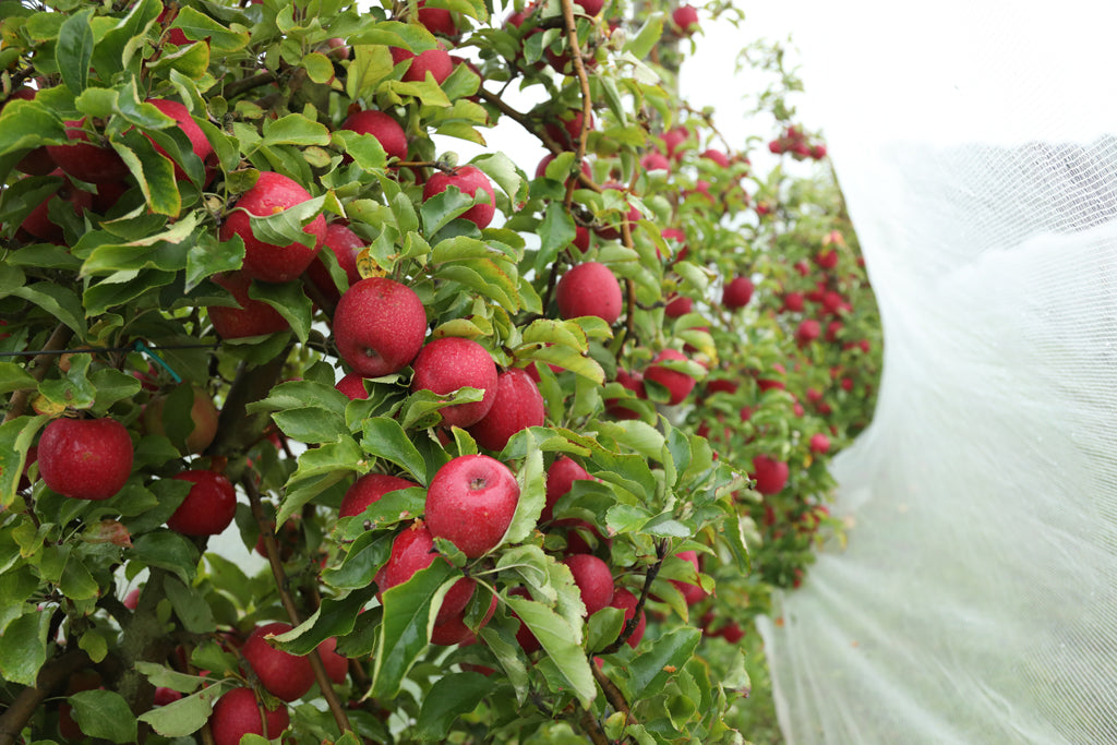 Apple Juice Benefits: What Are They?