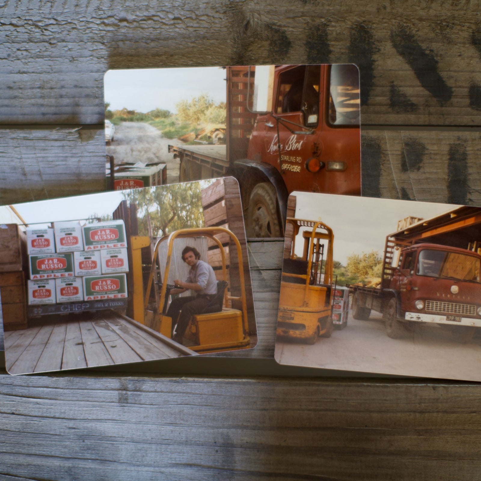 Early days at Bellevue Orchard