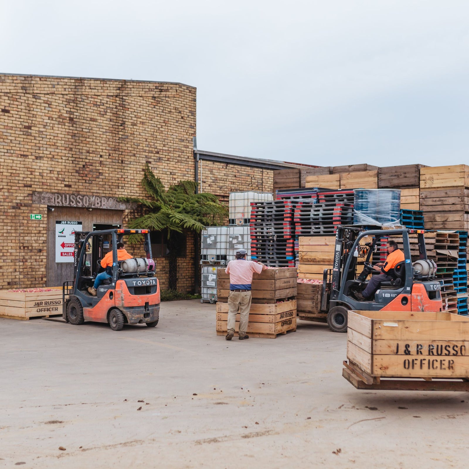Forklifts and their drivers hard at work  - Bellevue Orchard