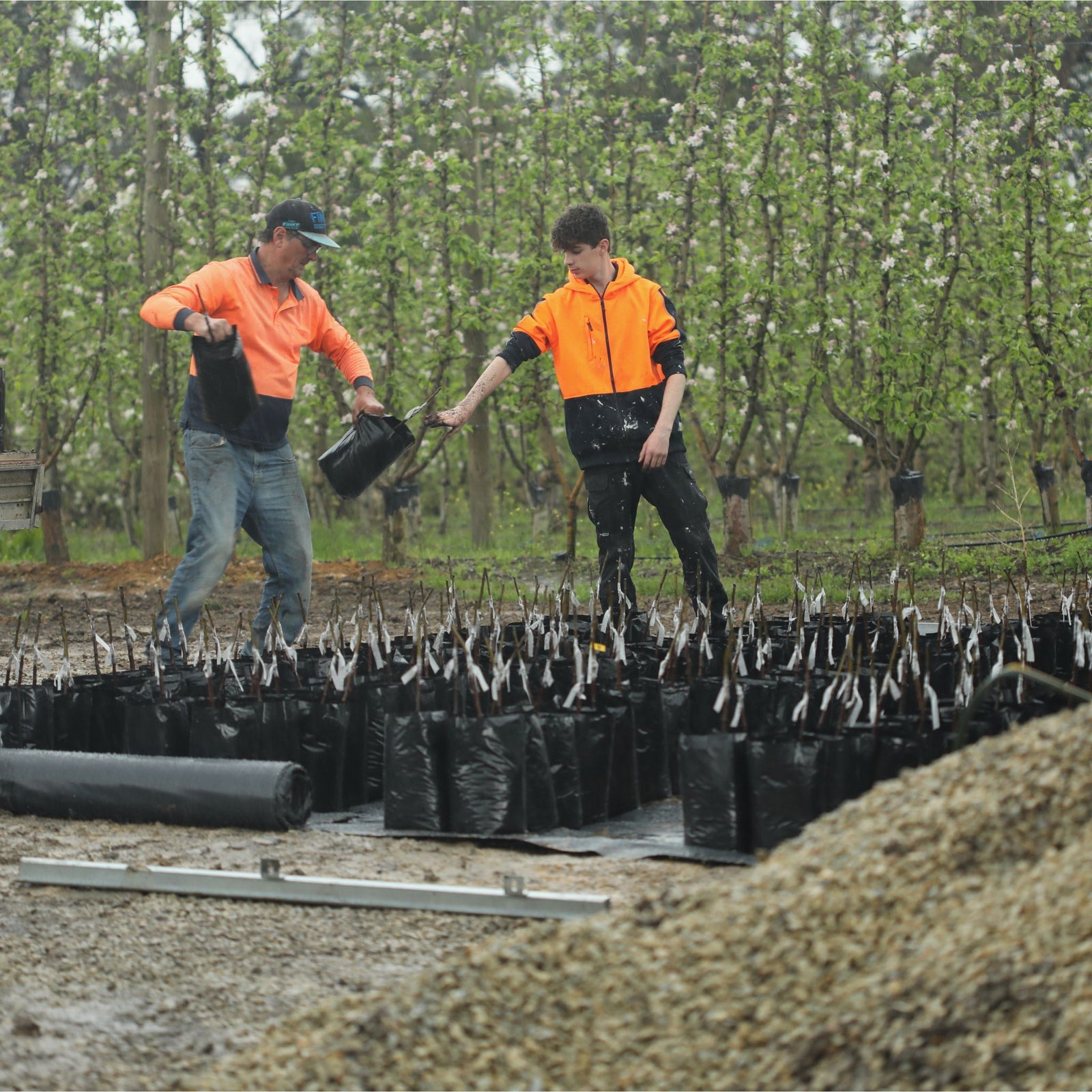 Working in our apple tree nursery - Bellevue Orchard