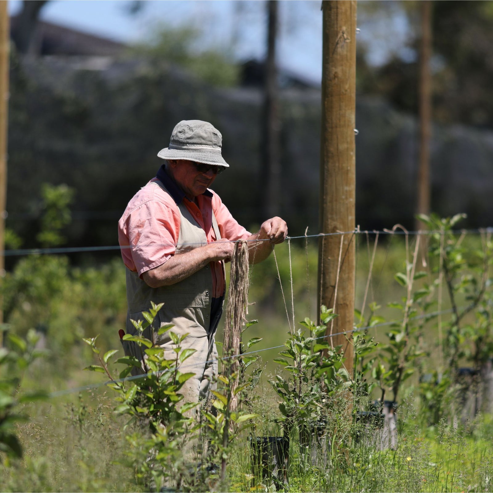 Joe Russo working in the orchard - Bellevue Orchard