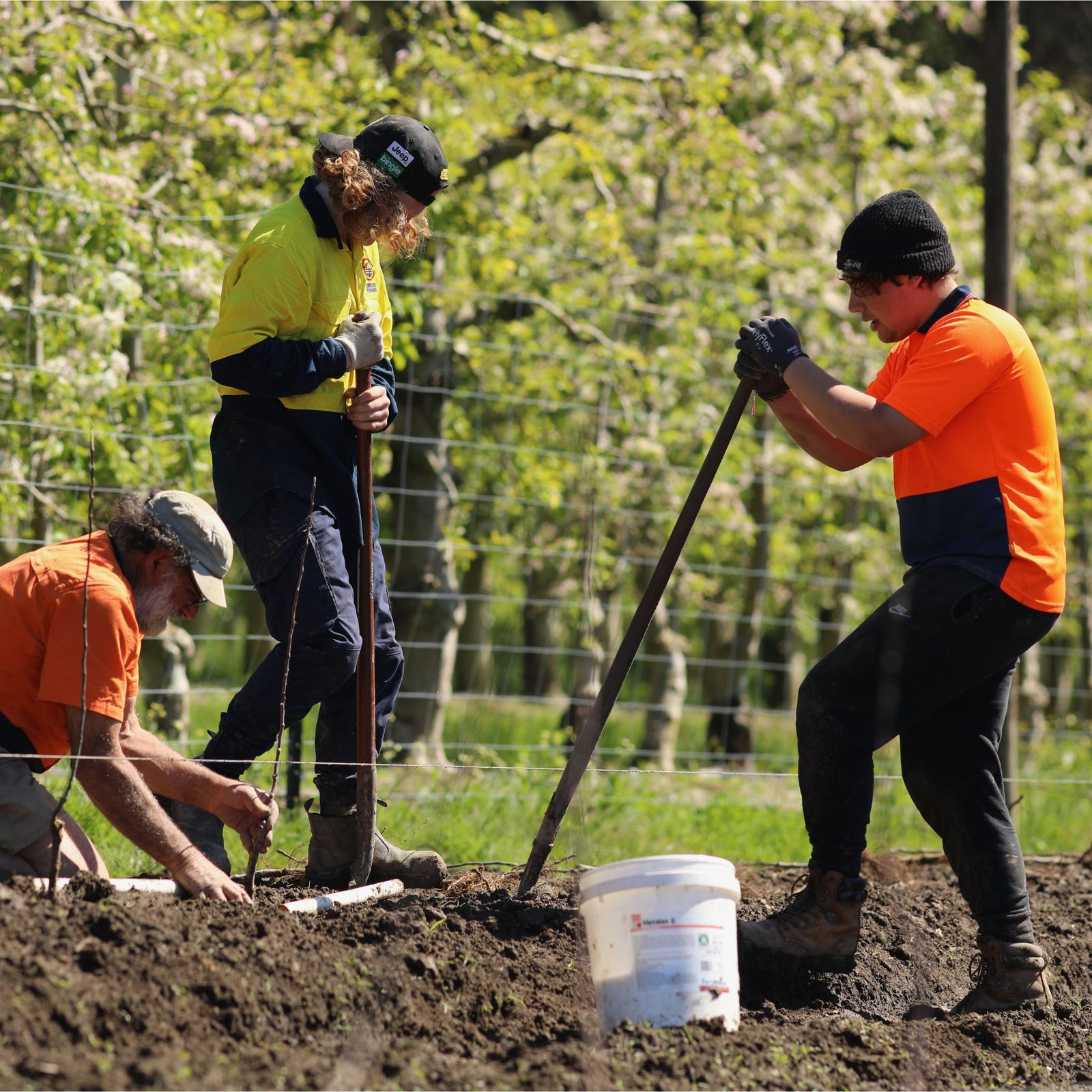 Our orchard team planting new trees - Bellevue Orchard