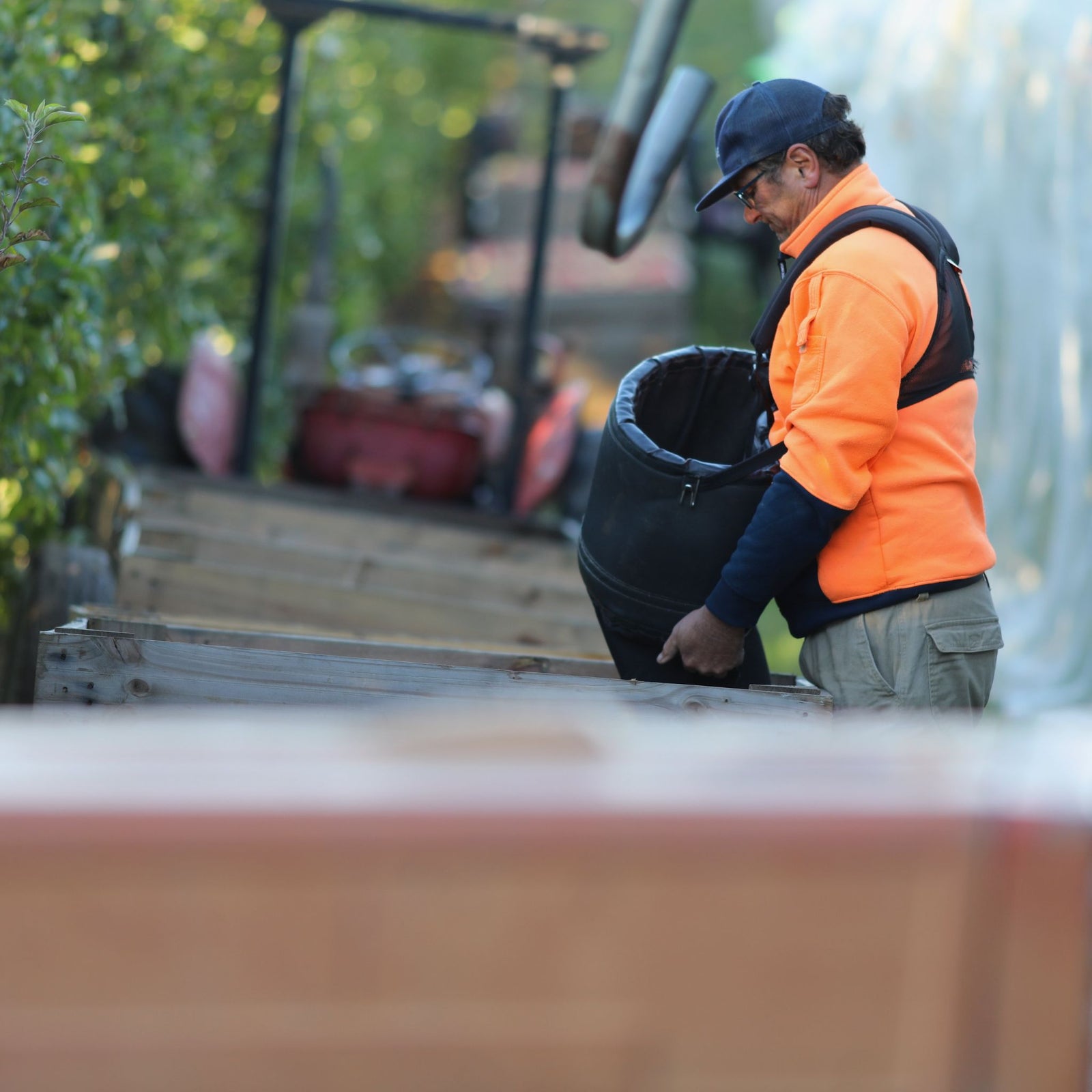Working hard in the orchard during apple harvest - Bellevue Orchard