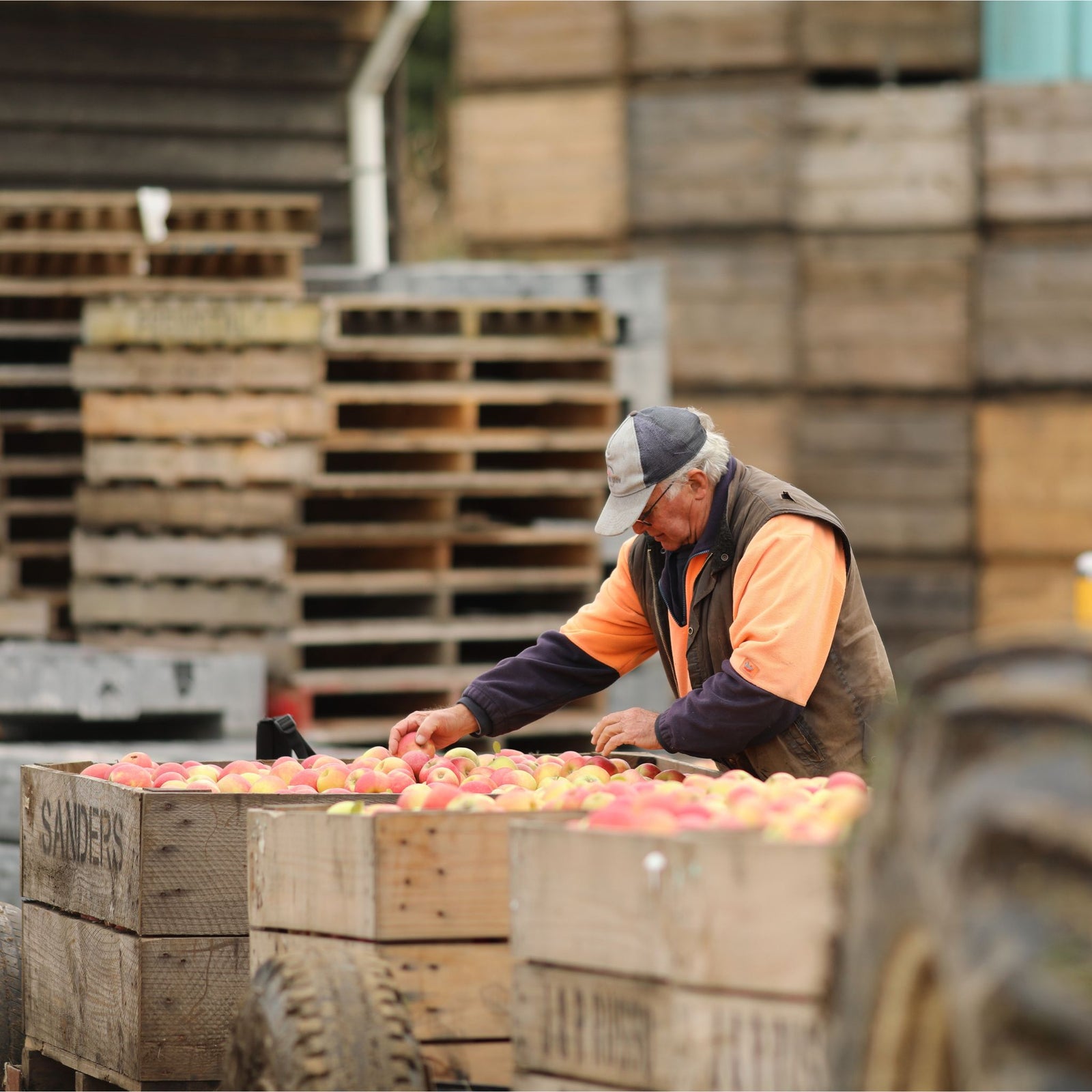 Joe Russo checking on the freshly picked apple harvest - Bellevue Orchard