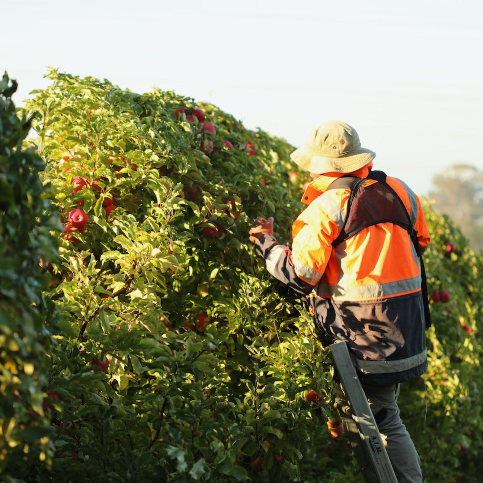 Apple picking time - Bellevue Orchard